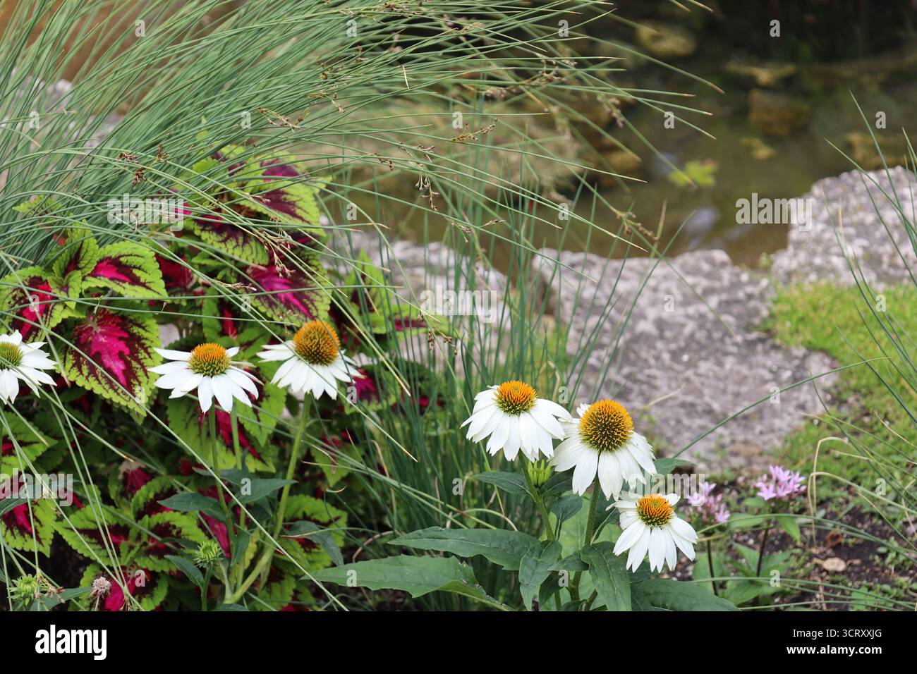 Weiße Blüten mit vielen feinen Blütenblättern und goldenen grünen Mittelpunkten gegen grünes Laub und Steine Stockfoto