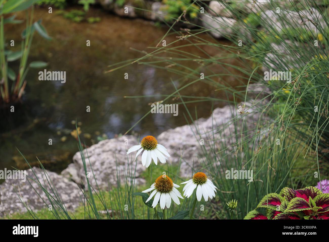Weiße Blüten mit vielen feinen Blütenblättern und goldenen grünen Mittelpunkten entlang des Steinrandes des künstlich geschaffenen Teichs Stockfoto