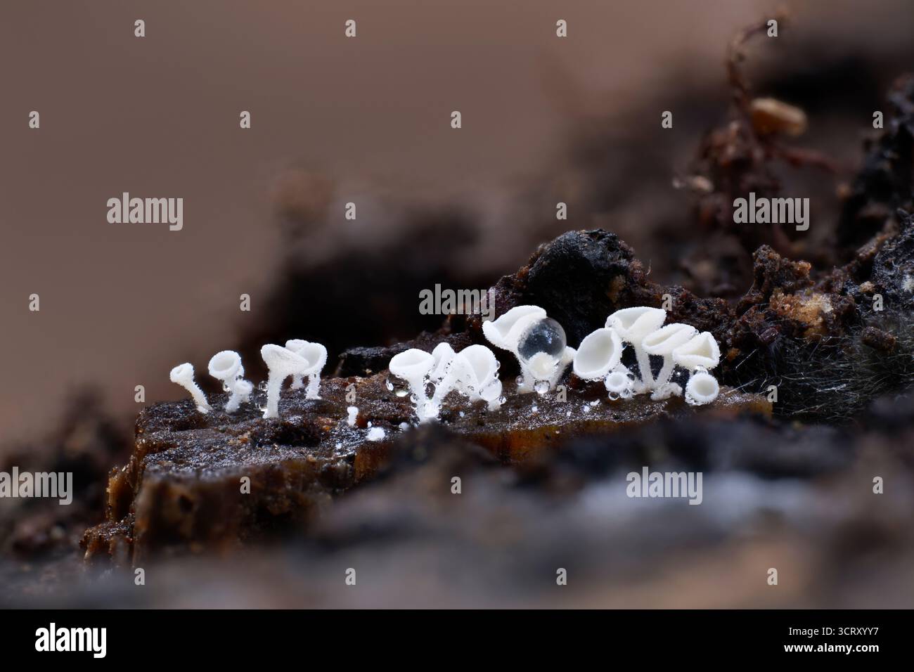 Snowy Disco Lachnum virgineum, Nahaufnahme einer kleinen Anzahl von Pilzen, die auf verfallendem Holz in einem Wald wachsen, Nottinghamshire, Großbritannien, Oktober Stockfoto