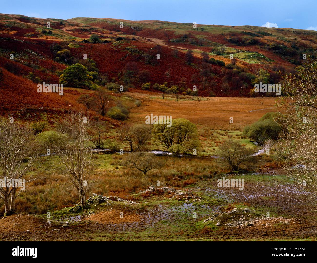 Blick auf WSW auf ein ruiniertes Langhaus und Nebengebäude neben Afon Mwyro, Ceredigion, Wales, Großbritannien. Am Hang nach hinten befinden sich zwei weitere ruinöse Bauernhöfe. Stockfoto