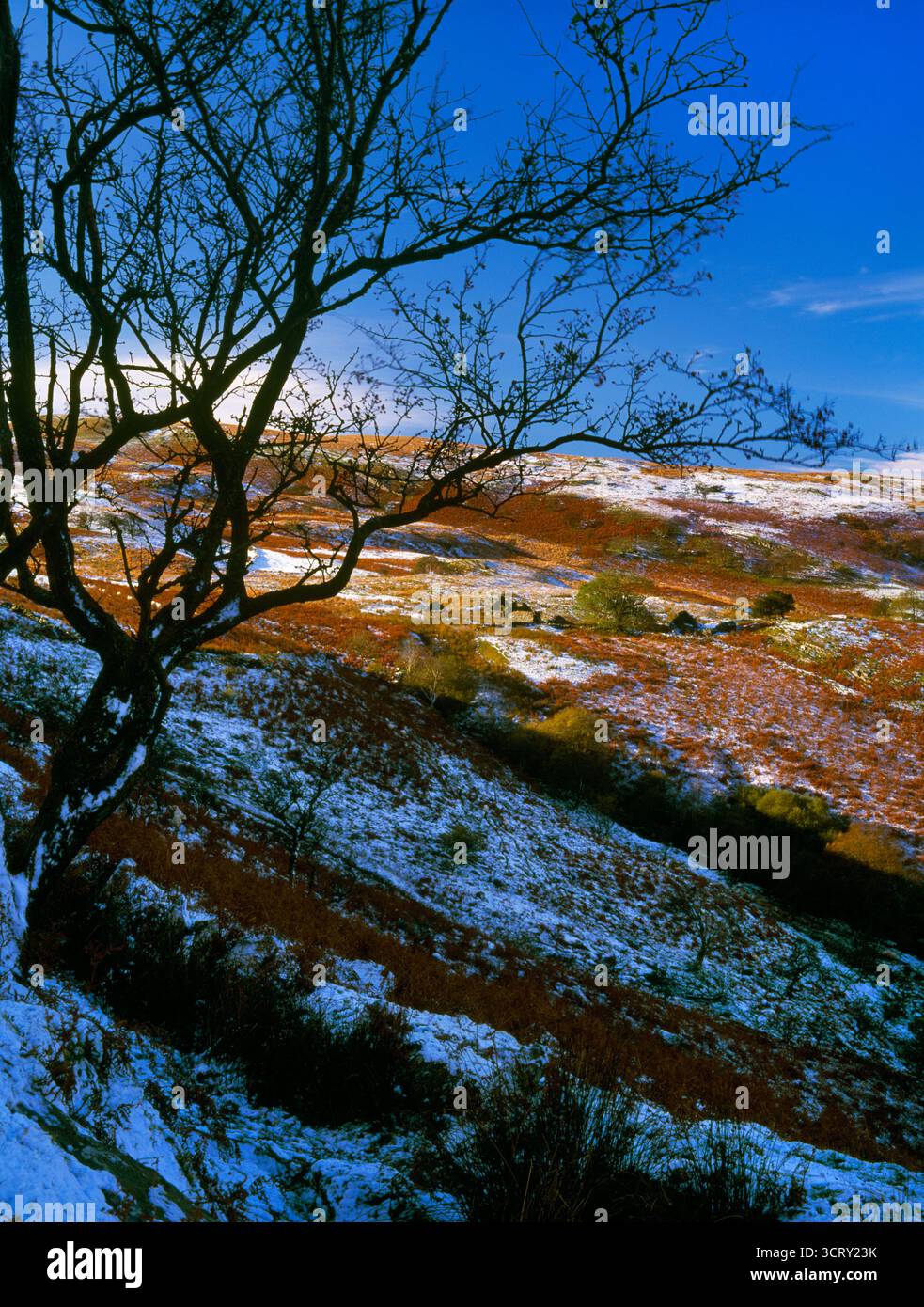 Sehen Sie sich den WNW von Hafod Eidos ruinierte Hochlandfarm im Mwyro Valley, Ceredigion, Wales, Großbritannien an. Eine abgelegene, aber einst bewohnte und gut organisierte Landschaft. Stockfoto