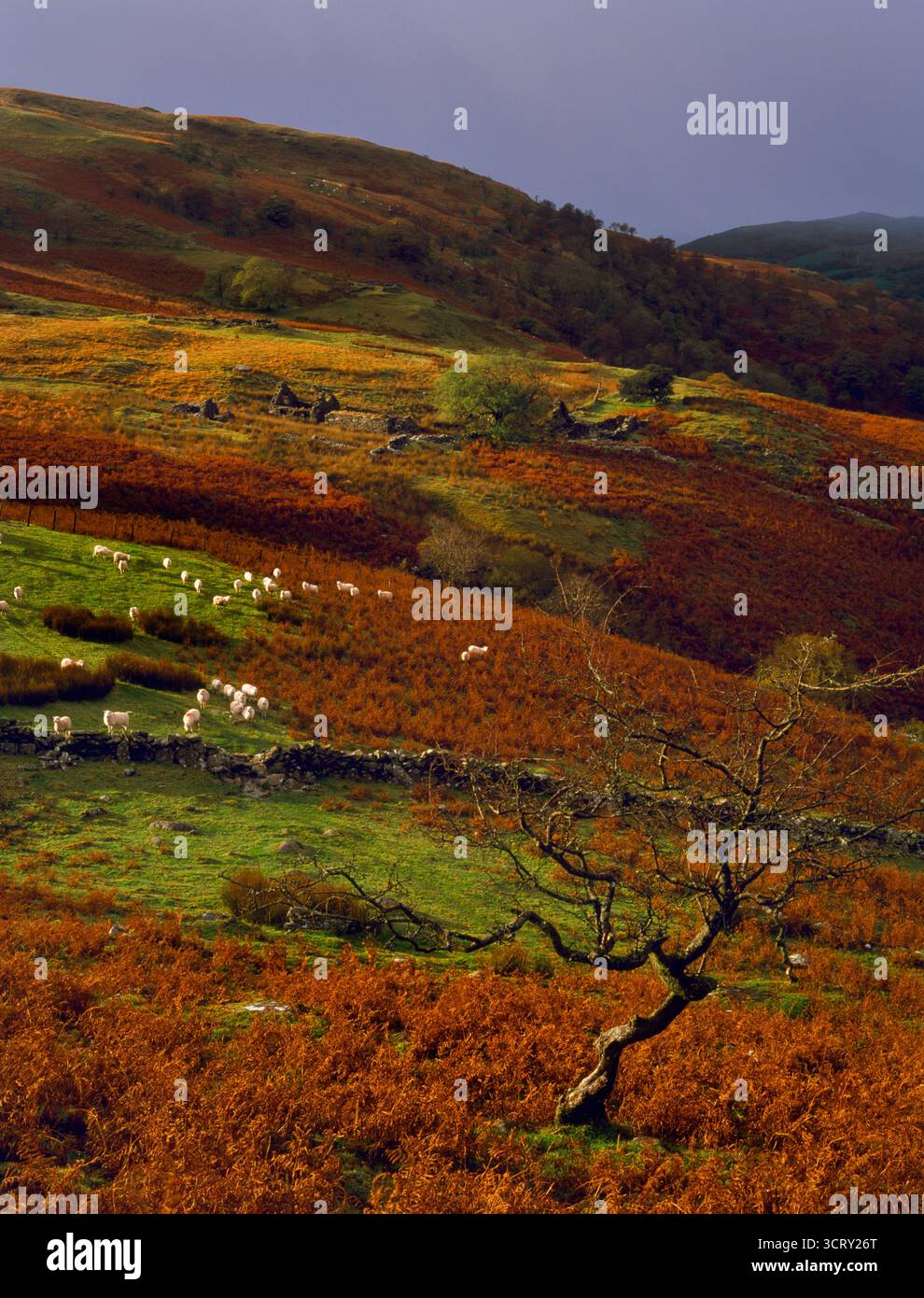 Sehen Sie WNW von Hafod Eidos (Mitte) und Gelli Clwydau (hinten) verlassene Bauernhöfe im Mwyro Valley, Ceredigion, Wales, Großbritannien. Remote, aber einmal aufgefüllt. Stockfoto