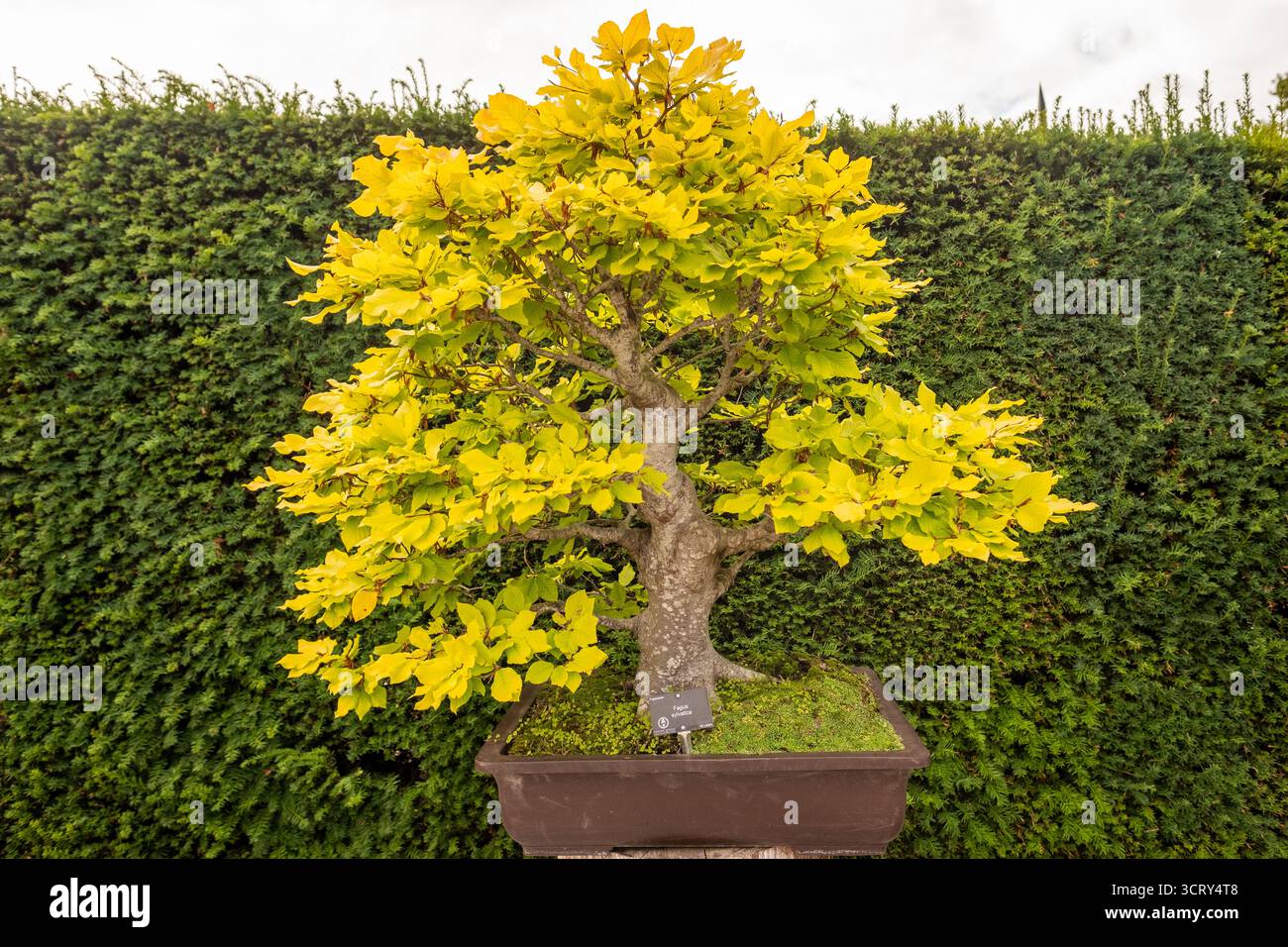 Bonsai-Baum auf der rechten Seite Wisley, England Stockfoto