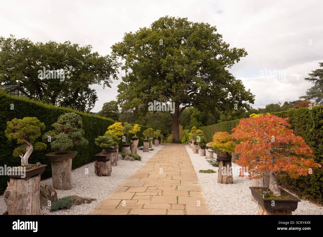Bonsai-Baum auf der rechten Seite Wisley, England Stockfoto