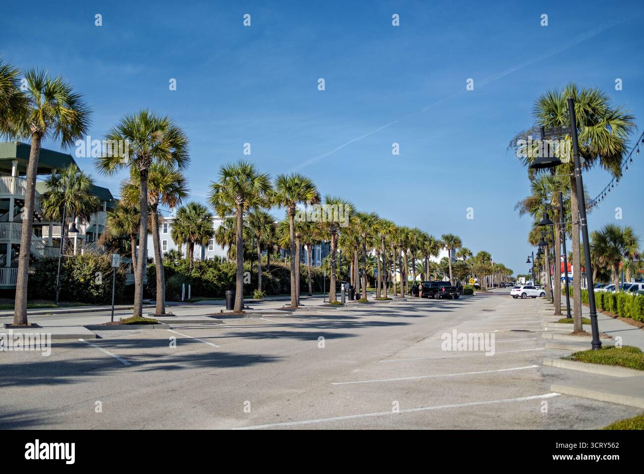 Palmen entlang des Ocean Blvd Isle of Palms // ISLE OF PALMS, South Carolina – Palmen säumen den Ocean Boulevard, eine Straße, die parallel zum Atlantik verläuft. Die Bäume sind charakteristisch für Sabal Palmetto, South Carolinas offizieller Staatsbaum, der in der Küstenlandschaft des lowcountry gedeiht. Der Ocean Boulevard bietet Zugang zu den Stränden der Stadt und verschiedenen lokalen Einrichtungen, einschließlich touristischer Unternehmen und Restaurants. Isle of Palms liegt östlich von Charleston und dient sowohl als Urlaubsgemeinde als auch als ganzjähriges Wohngebiet Stockfoto