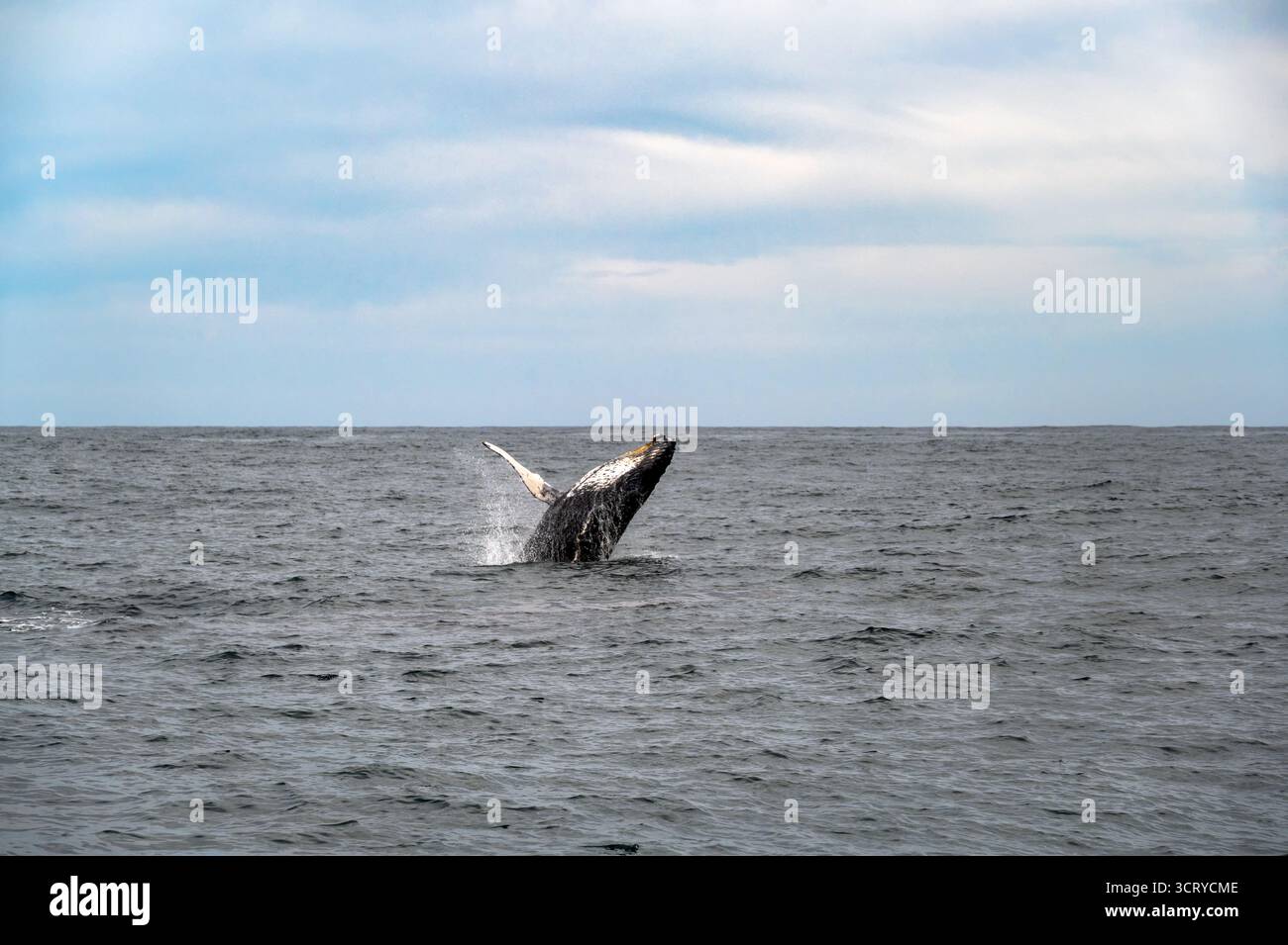 Buckelwal, der aus dem Wasser in der Nähe von Knysna, Südafrika, springt Stockfoto