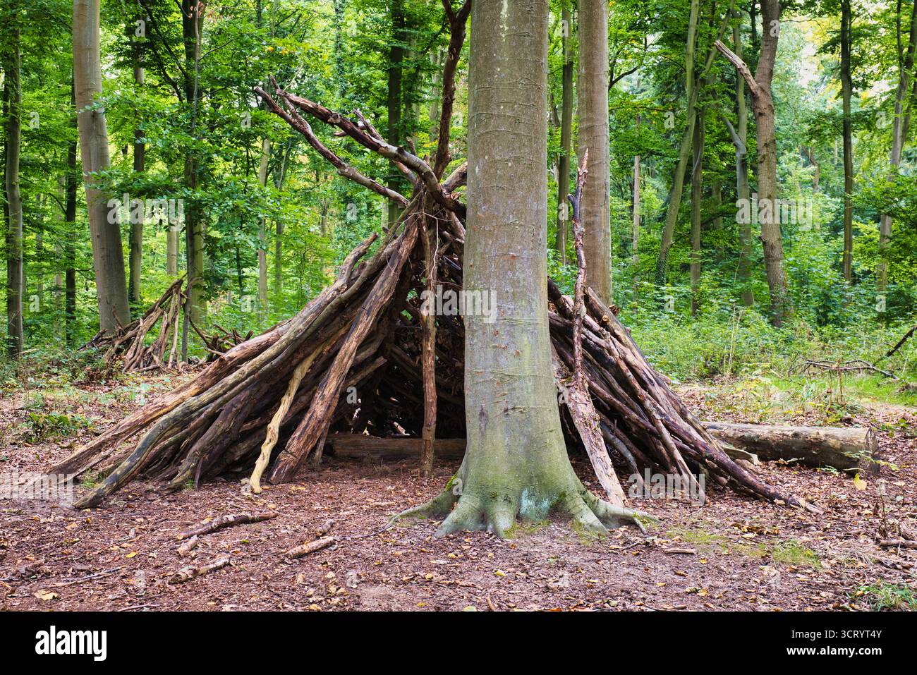 Holzunterkunft aus Baumzweigen in der Überlebenshütte der grünen Waldwildnis Stockfoto