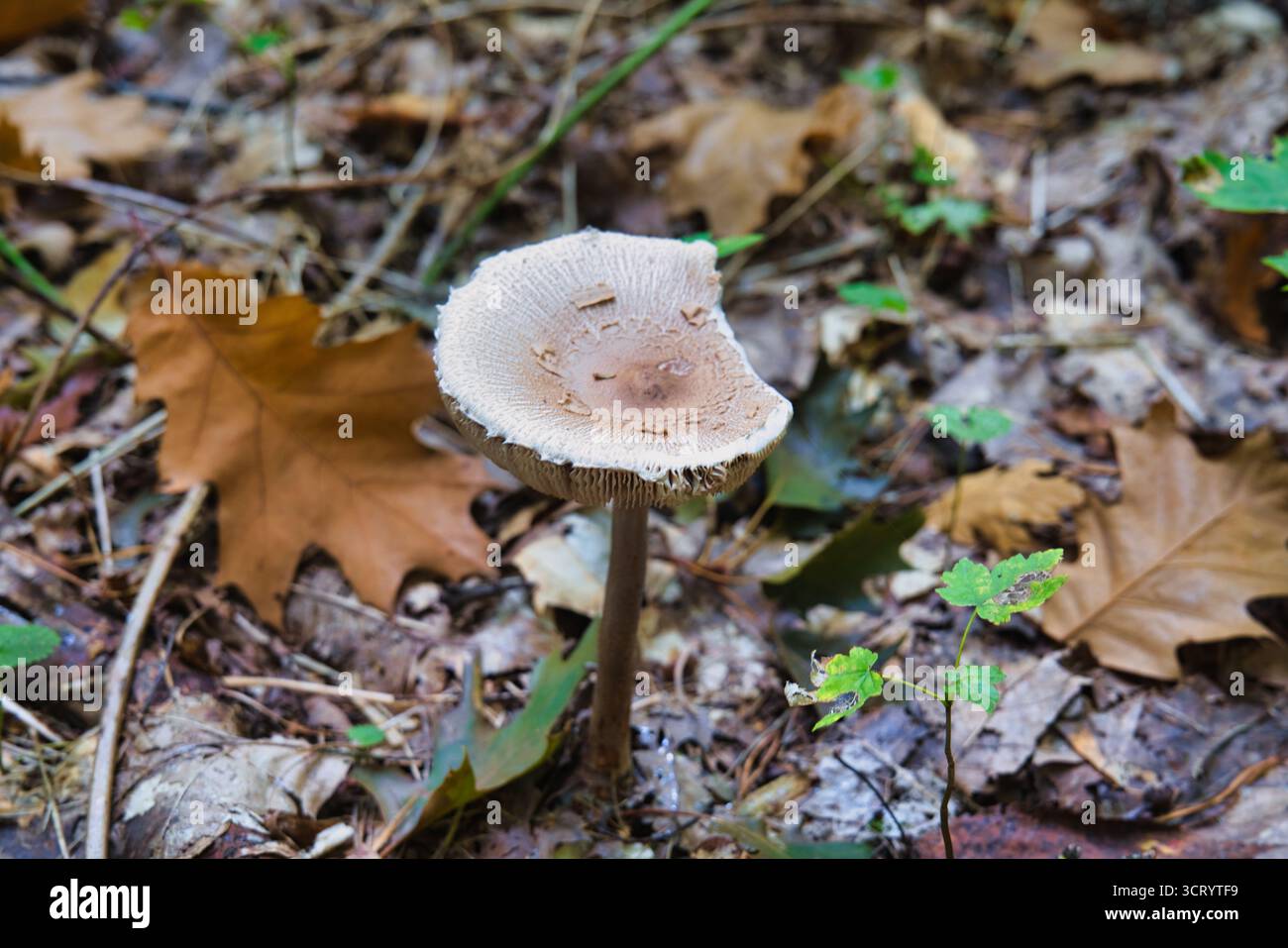 Waldpilze, die auf Herbstwäldern zwischen trockenen Blättern und Moos wachsen Stockfoto
