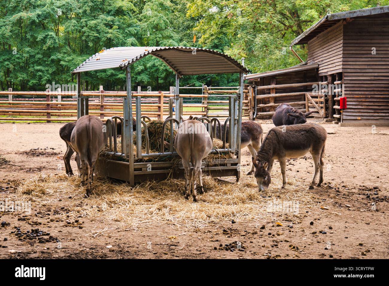 Esel, die während der Herbstsaison auf Strohboden auf Holzbauernhof speisen Stockfoto