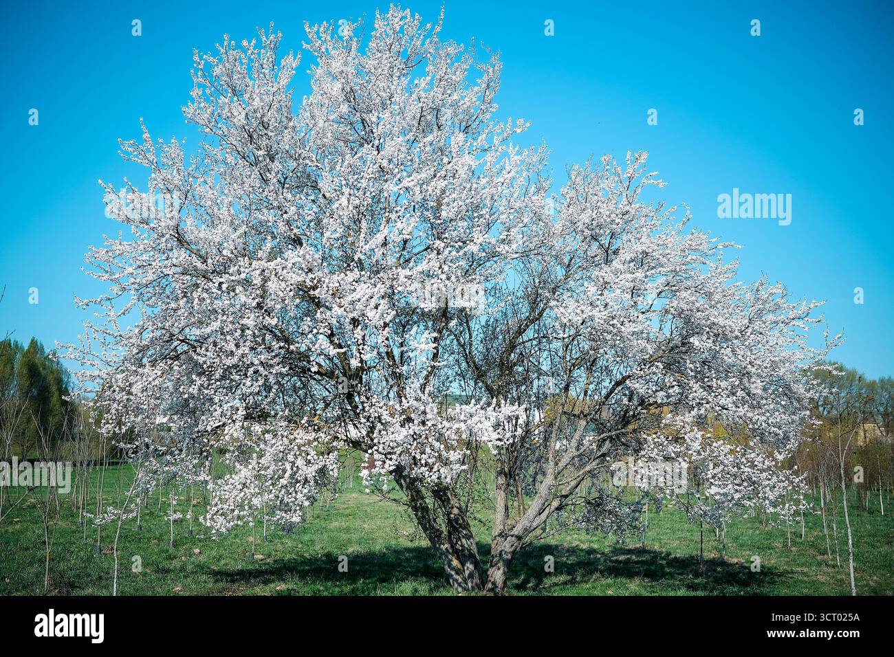 Blühender Baum am blauen Himmel Stockfoto