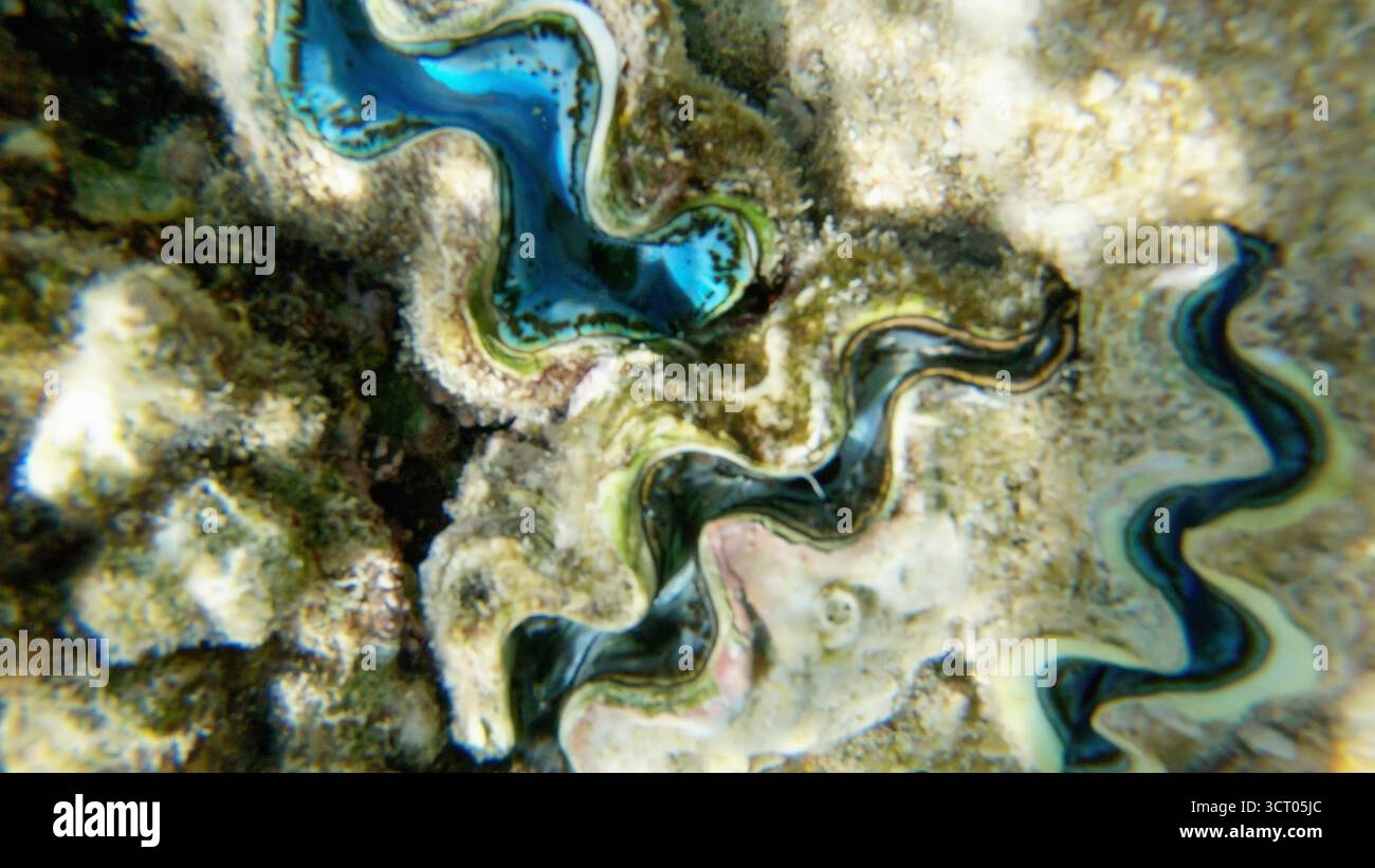Unterwasserlandschaft am Korallenriff im Roten Meer, Scharm el Sheikh, Südsinai, Ägypten, mit einer Nahaufnahme der typischen Tridacna des Roten Meeres Stockfoto Unterwasserlandschaft am Korallenriff im Roten Meer, Scharm el Sheikh, Südsinai, Ägypten, mit einer Nahaufnahme der typischen Tridacna des Roten Meeres Stockfoto