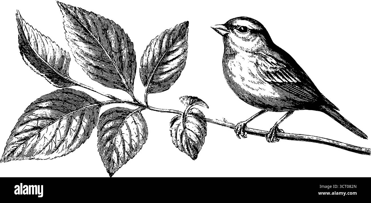 Handgezeichneter kanarienstich mit Notennotizen für Vintage-Design. Stock Vektor