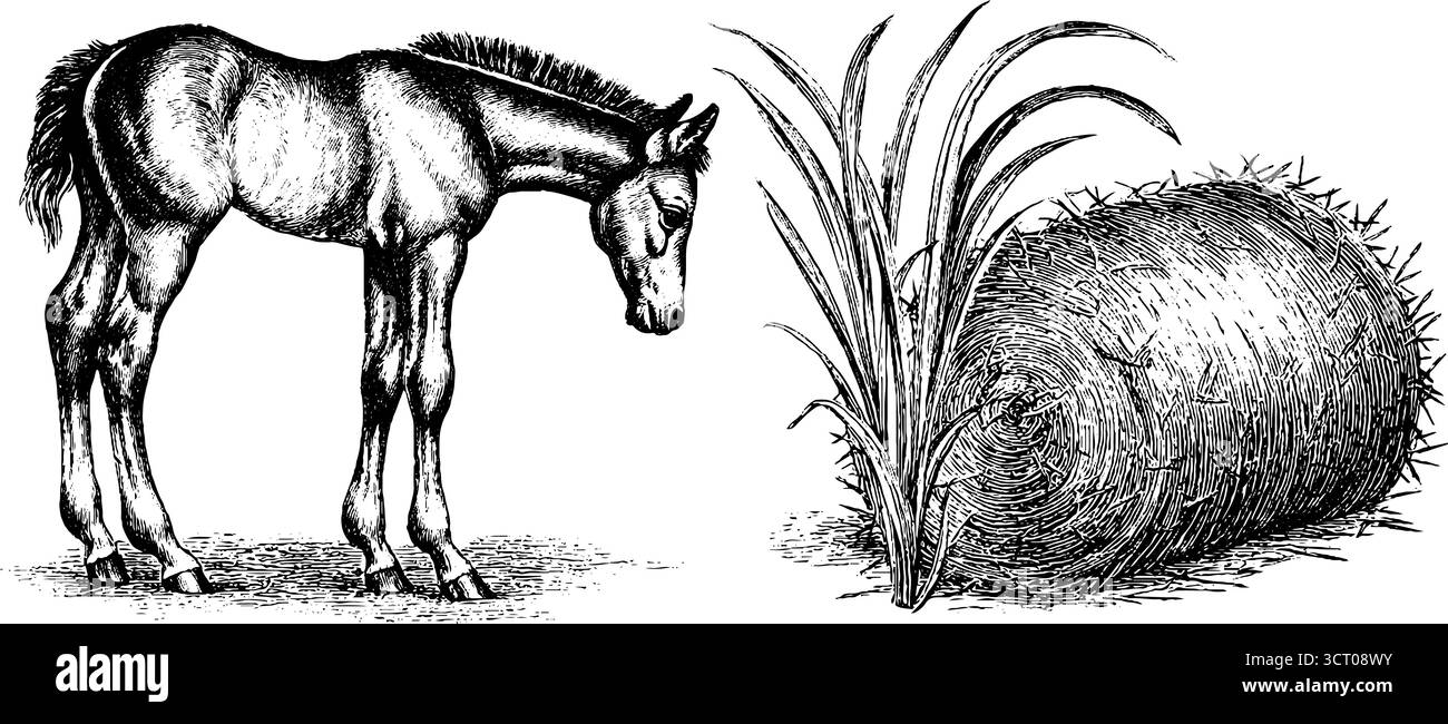 Vintage-Illustration Set aus Fohlen und Heuballen für rustikales Dekor oder Bauernmotiv. Stock Vektor