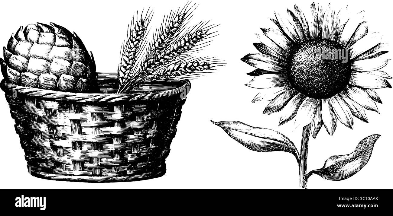 Vintage-Erntekorb und Sonnenblumengravur für Herbstmotive. Stock Vektor