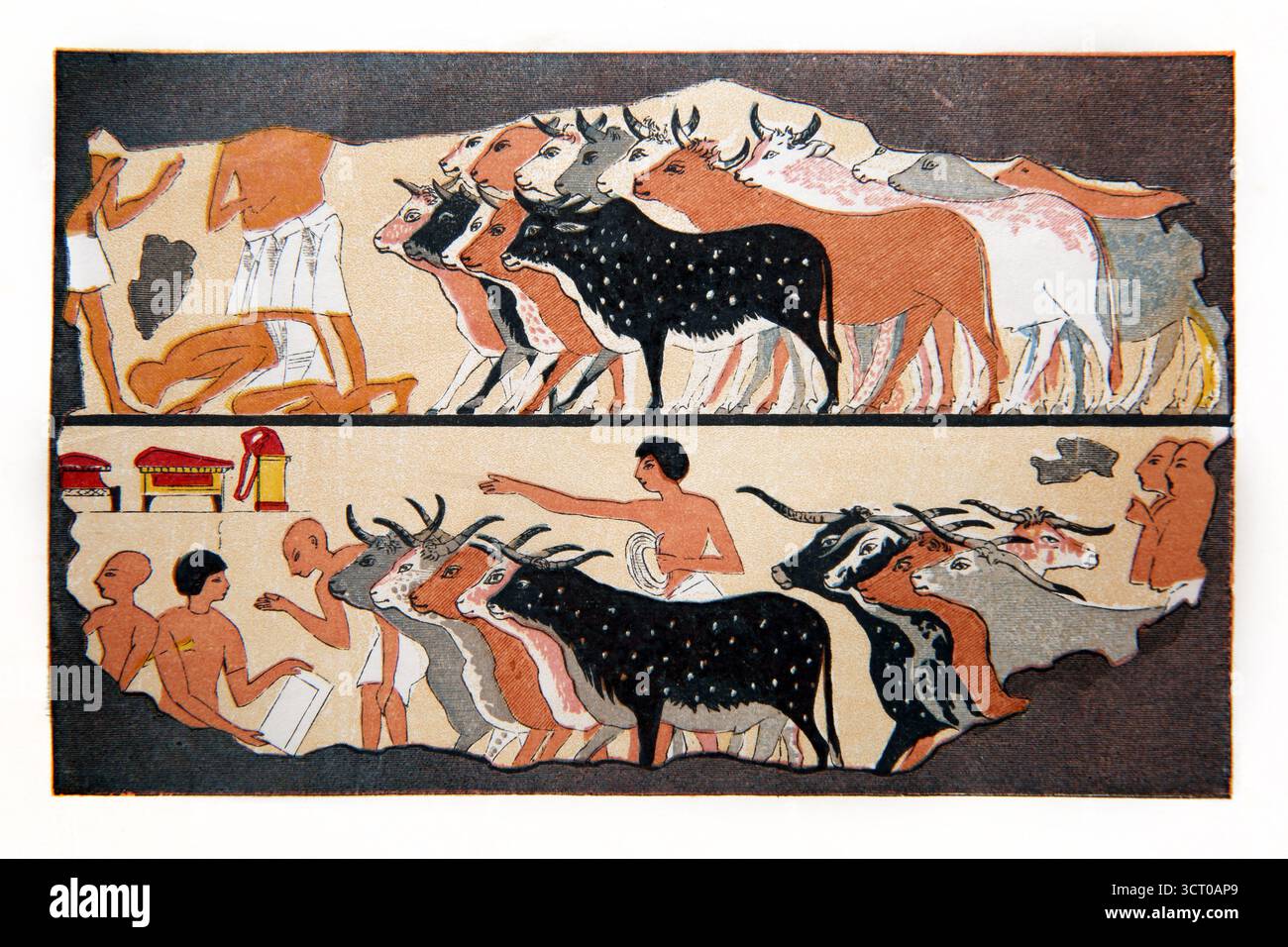 Handgemalte Illustration ägyptischer Bauern mit Rindern aus einem Grab in Theben Sonntag Bildlesungen von Reverend William Owen Vo Stockfoto