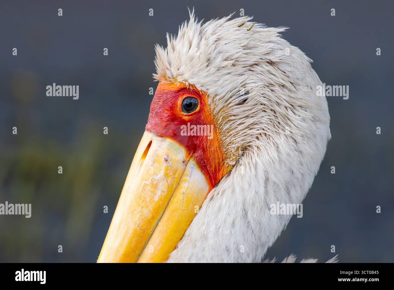Nahaufnahme eines Gelbschnabelstorchs (Mycteria ibis) mit roter Gesichtshaut und gelbem Schnabelschnabel im Lake Nakuru National Park Stockfoto