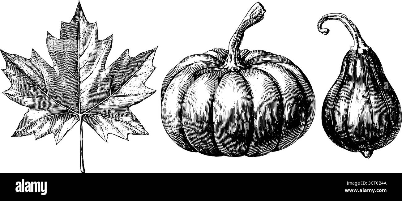 Gravierte Kollektion aus Ahornblättern und zwei Kürbissen für Herbstmotive. Stock Vektor