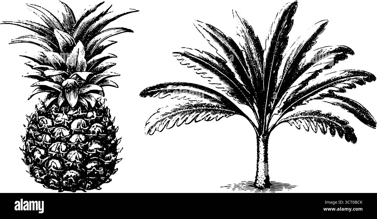 Vintage-Set mit Ananas- und Palmenzeichnung für Retro-Design. Stock Vektor