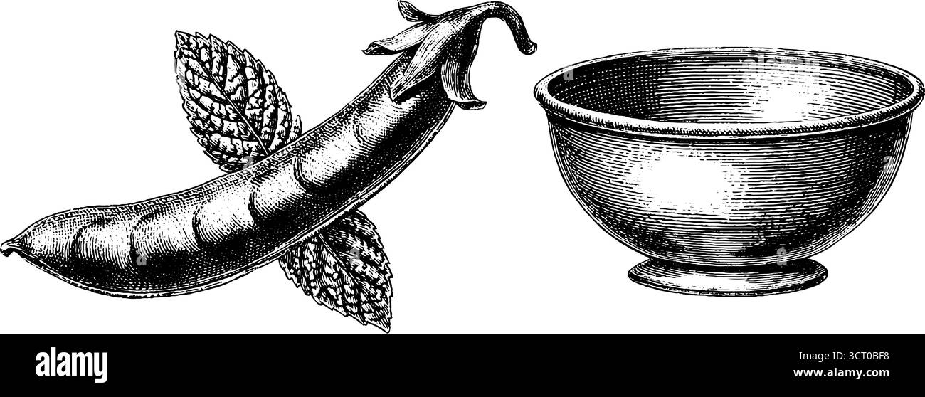 Vintage-Illustrationsset aus Erbsenschote, Minzblatt und Schüssel für Retro-Design. Stock Vektor