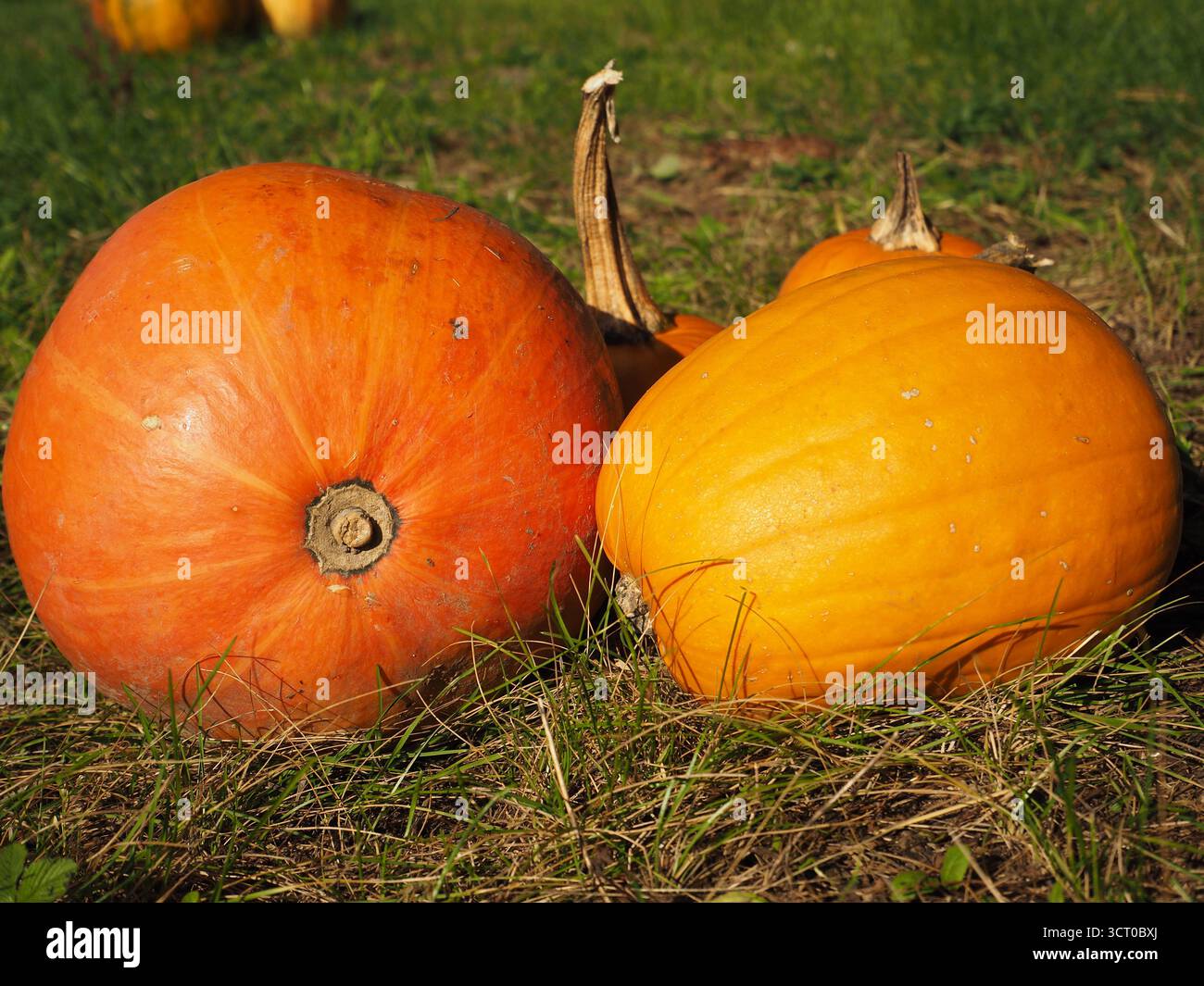 Zwei Kürbisse in dunkelorangen und gelb-orangen Farben als Herbsterntedekoration Stockfoto