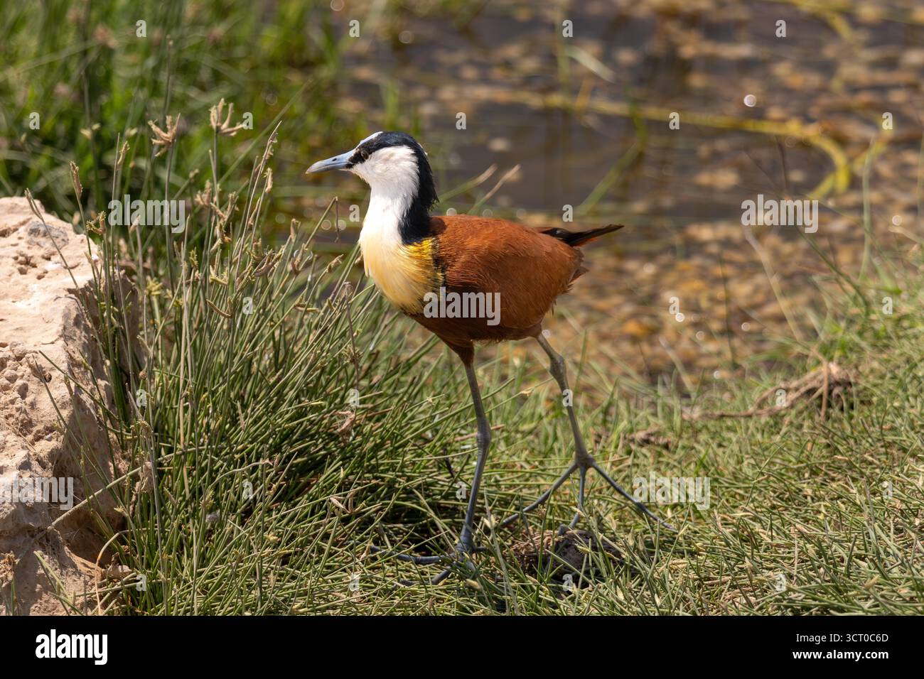 Ein afrikanischer Jacana (Actophilornis africanus), der zwischen den Feuchtgräsern in der Nähe des Wassers im Amboseli-Nationalpark steht Stockfoto