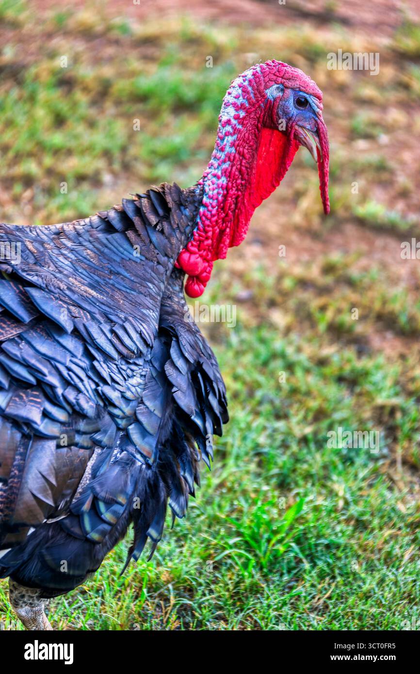 putenvogel einzeln, Nahaufnahme stehend im Naturhof mit grünem Gras, afrikanische Landwirtschaft Stockfoto