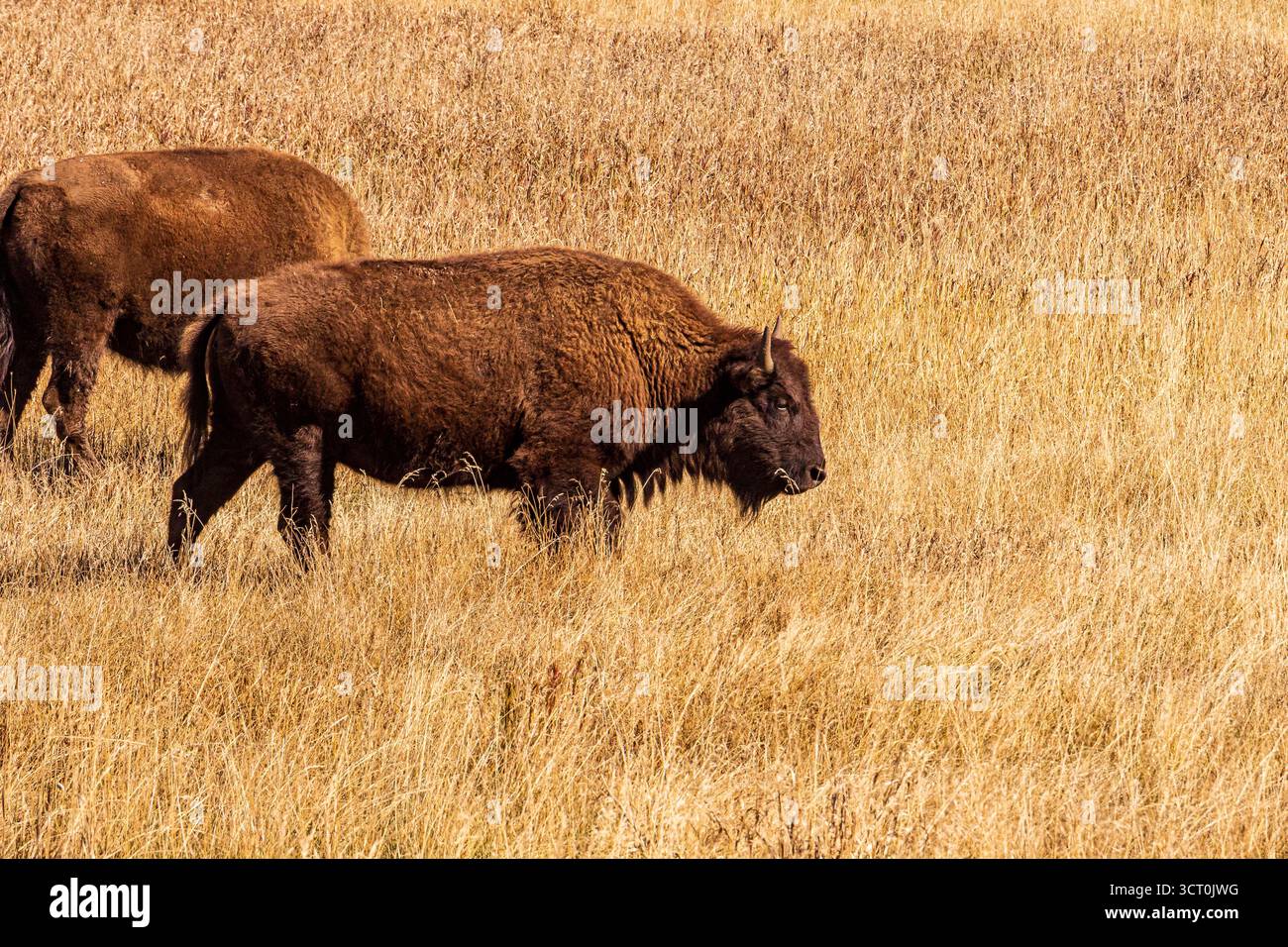 Zwei amerikanische Bisons (*Bison Bison*) durchstreifen an einem Herbsttag eine Prärie, die mit hohen, goldbraunen Gräsern bedeckt ist. Die Bisons oder Büffel haben dickes, dunkelbraunes coa Stockfoto