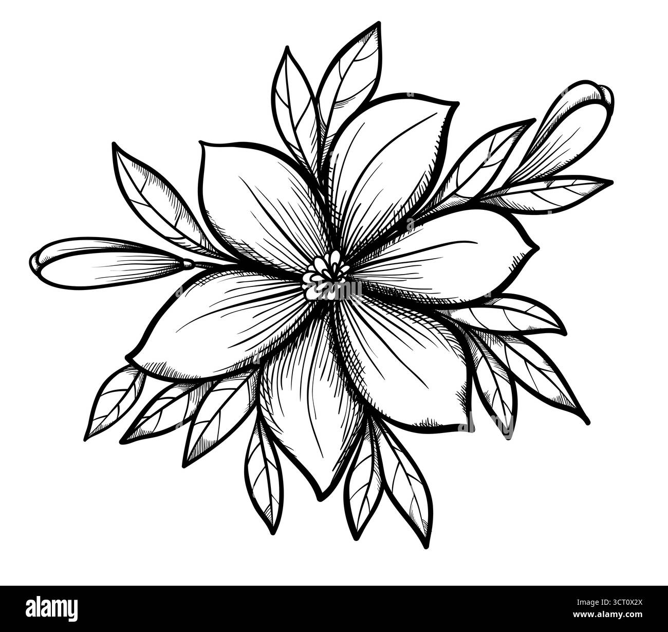 Schöne grafische Zeichnung Lilienzweig mit Blättern und Knospen der Blumen. Stock Vektor