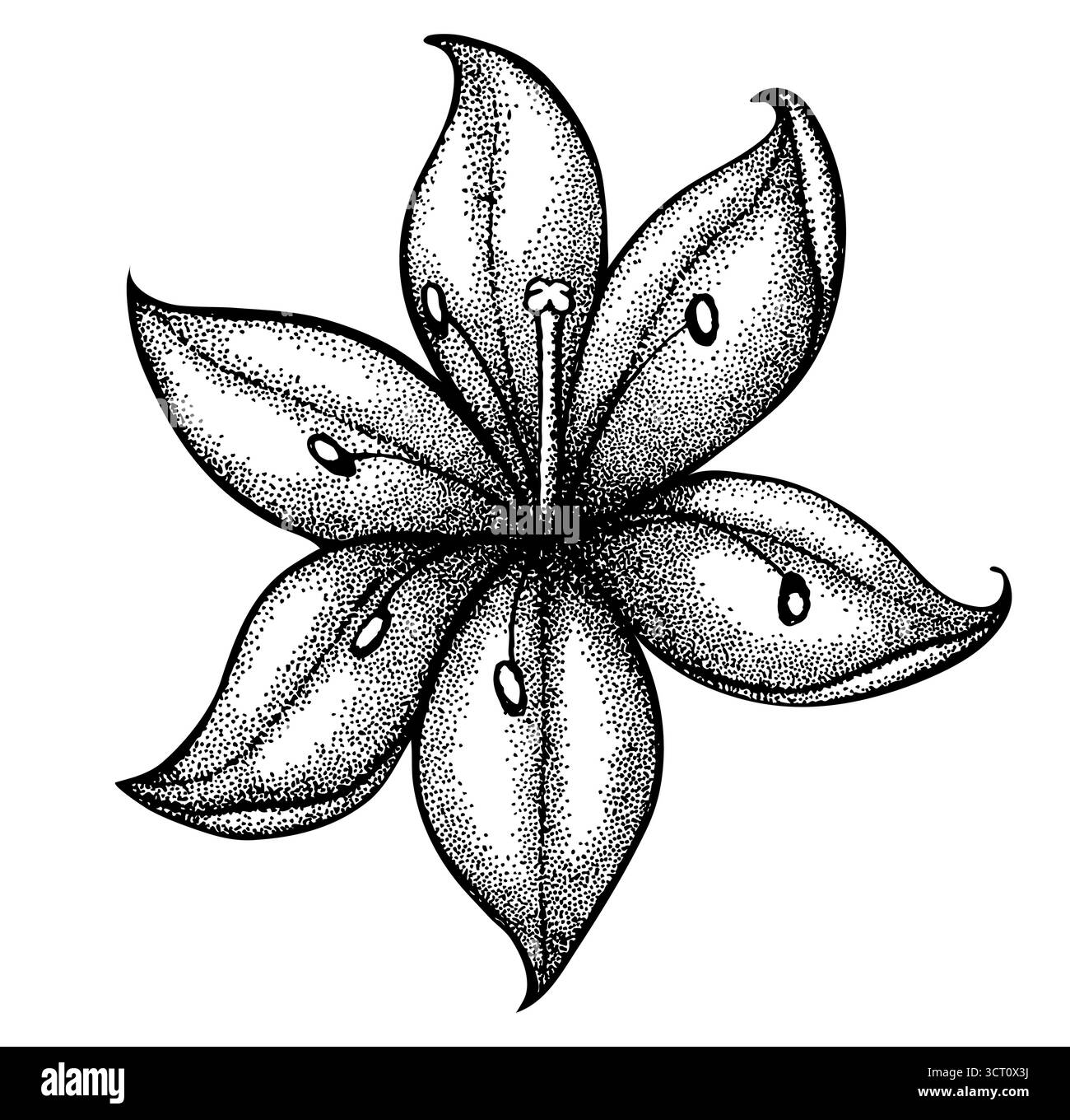 Schöne grafische Zeichnung Lilienzweig mit Blättern und Knospen der Blumen. Stock Vektor