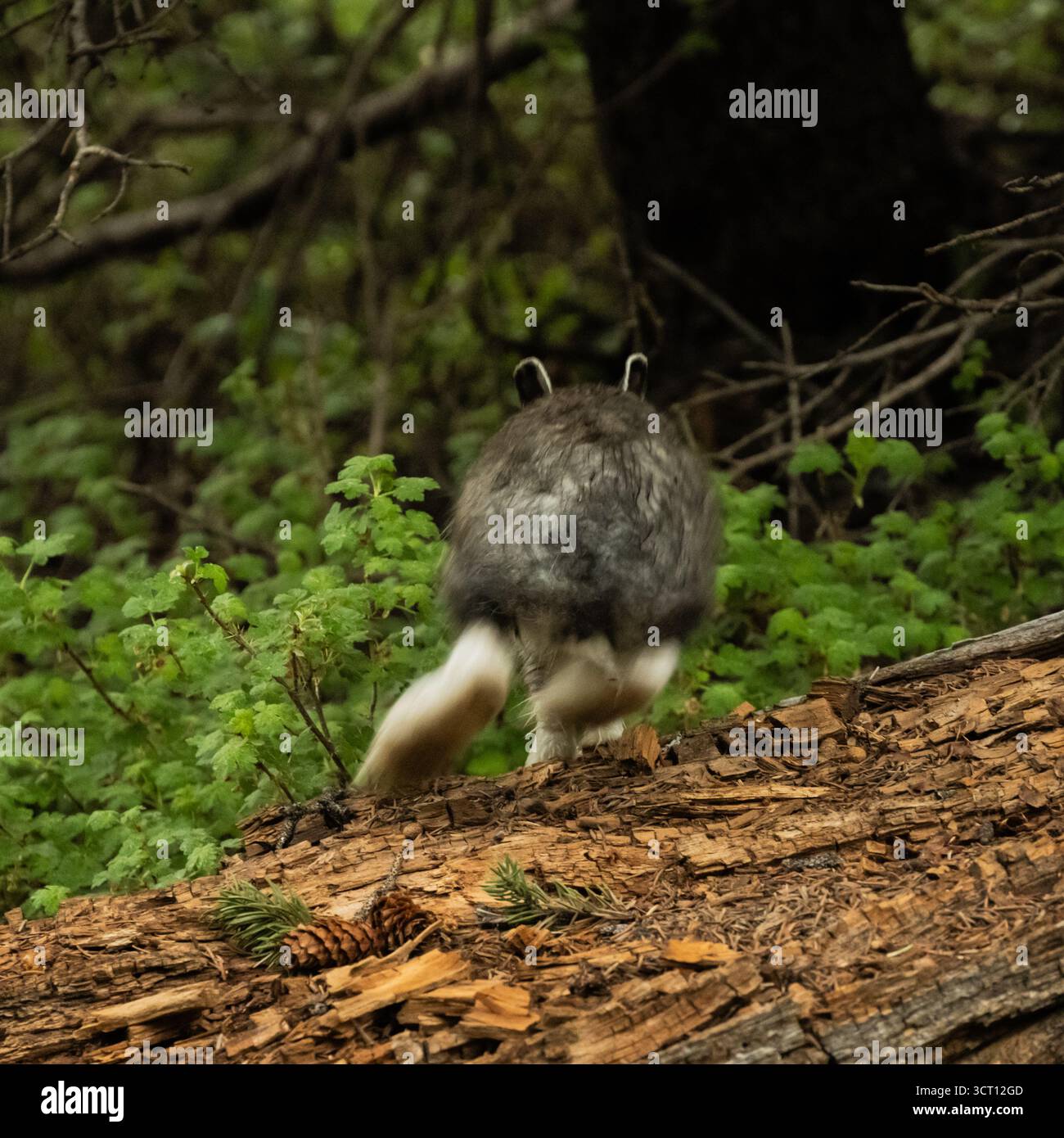 Schneeschuhhase springt vom Baumstamm in den Wald im Rocky Mountain National Park Stockfoto