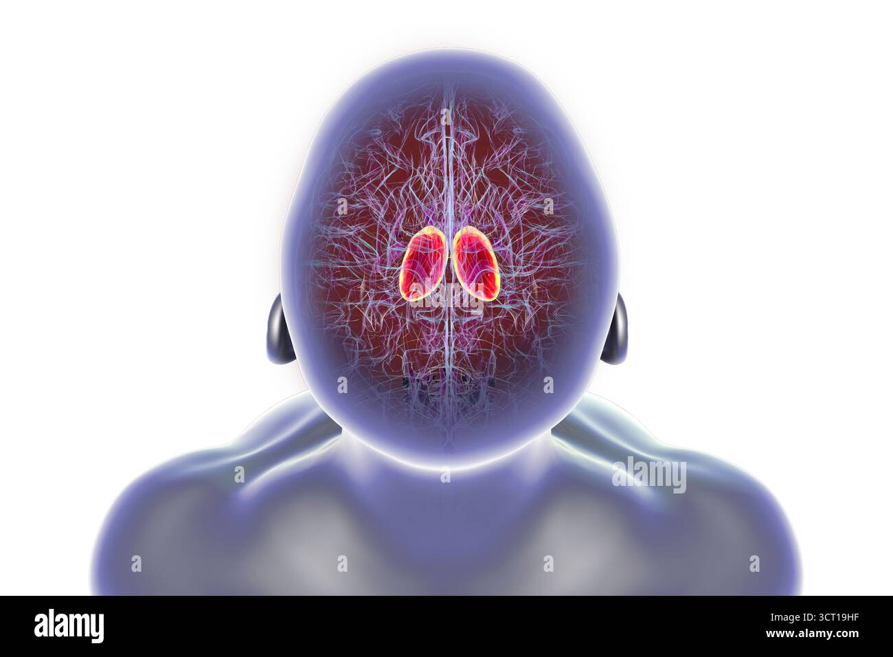 Abbildung eines menschlichen Gehirns mit hervorgehobenem Thalamus (rot), zeigt die gepaarten Strukturen der tiefen grauen Substanz, die sensorische und motorische Signale an die Großhirnrinde weiterleiten. Stockfoto