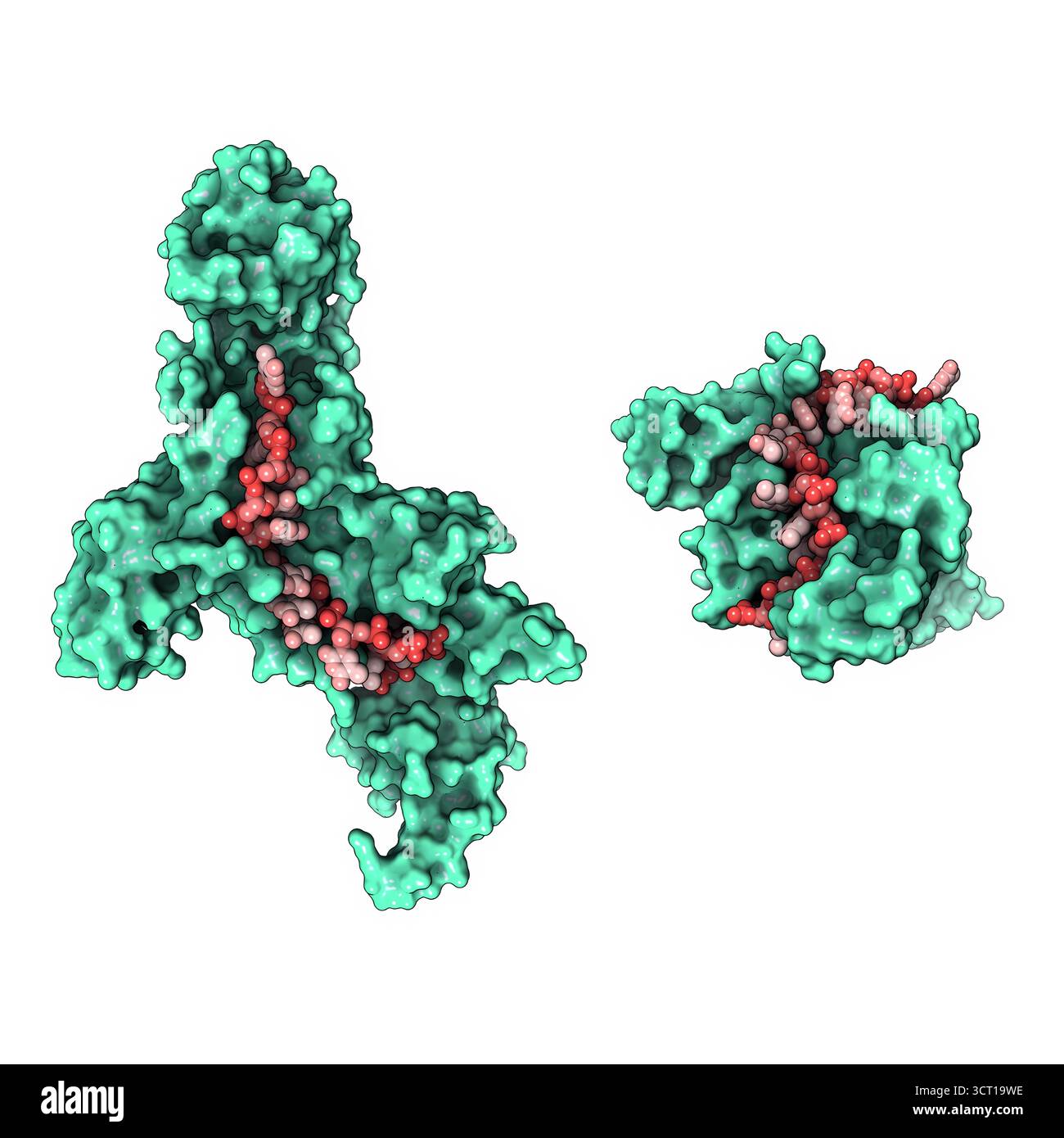 Darstellung der Struktur von Archaeal-RPA, gebunden an einzelsträngige DNA (Desoxyribonukleinsäure), wobei die Bildung von Nukleoprotein-Filamenten hervorgehoben wird. Die Struktur bietet Einblick in die Mechanismen der DNA-Replikation und der evolutionären Erhaltung von Replikationsproteinen. Stockfoto