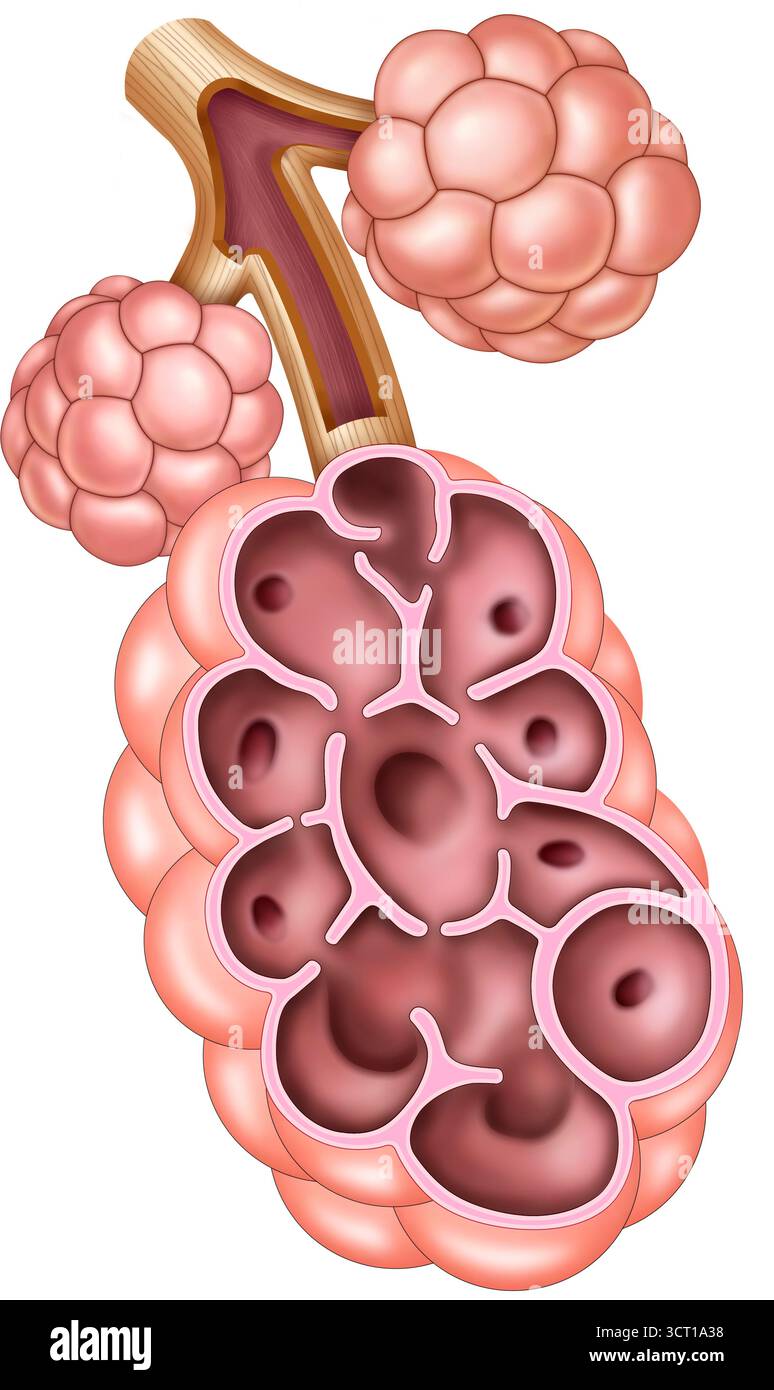 Darstellung der Struktur der Alveolen, der fundamentalen Einheiten des Gasaustausches in der Lunge. Mikroskopisch kleine Säcke an den Enden der Bronchiolen sind die Alveolen von Blutkapillaren umgeben, die den Austausch von Sauerstoff und Kohlendioxid erleichtern. Stockfoto