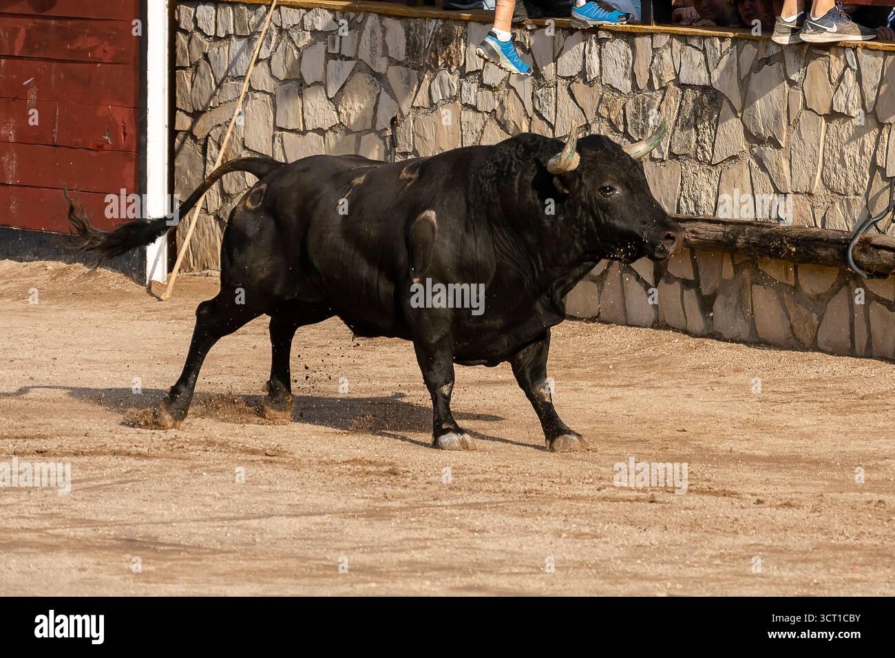Ein schwarzer Stier stürmt durch die Sandarena, während die Zuschauer aus der Sicherheit der Stände darüber jubeln. Stockfoto