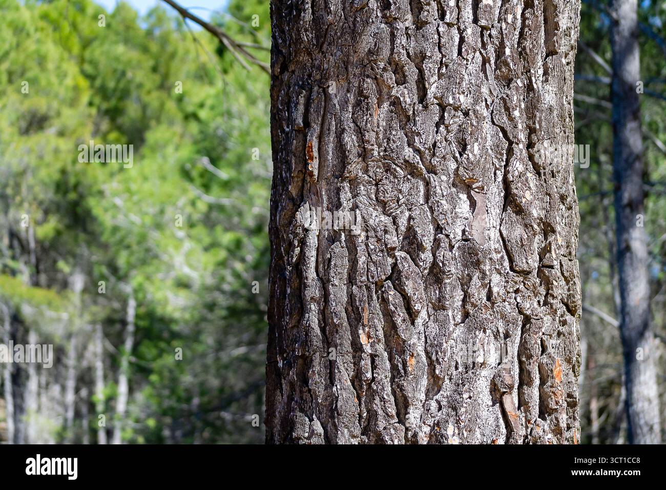 Aus nächster Nähe sehen Sie die zerklüftete Baumrinde in einem pulsierenden Wald, die die Details der Natur unter Sonnenlicht zeigt. Stockfoto