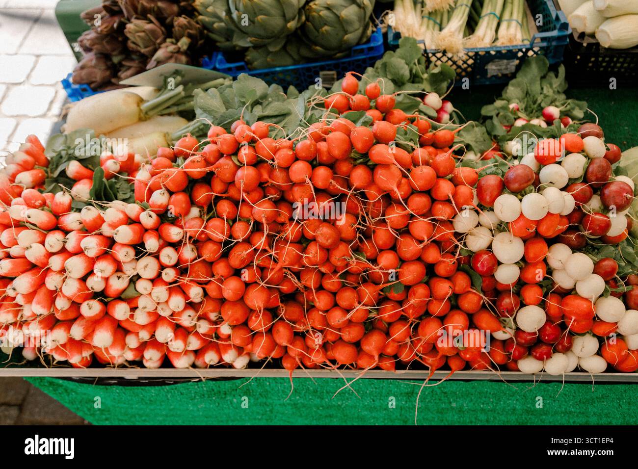 Frische rote und weiße Radieschen, die in großen Bündeln auf einem Bauernmarkt angeordnet sind, symbolisieren den ökologischen Landbau, die saisonale Ernte, gesunde Lebensmittel und lokale Produkte Stockfoto