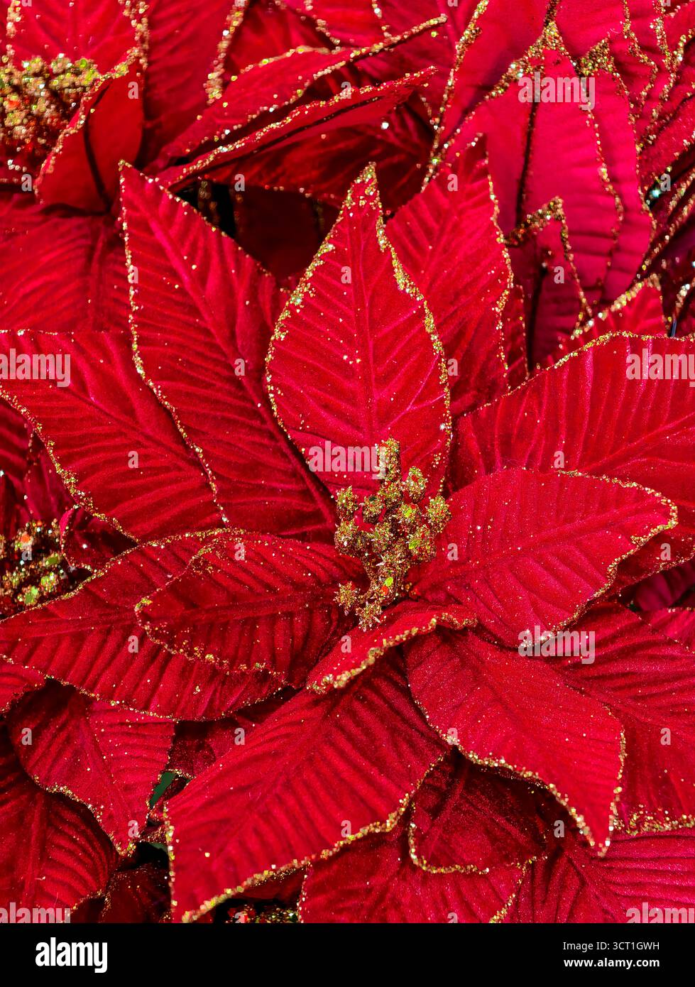 Schöne rote blume weihnachten -Fotos und -Bildmaterial in hoher Auflösung – Alamy