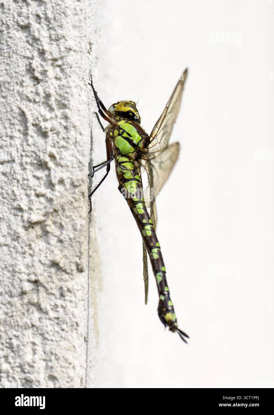 Grüne Schlangenschlange (Ophiogomphus cecilia), eine stark gefährdete und streng geschützte Art in ganz Deutschland, an einer Hausmauer, Stuttgart, Baden-Wuert Stockfoto