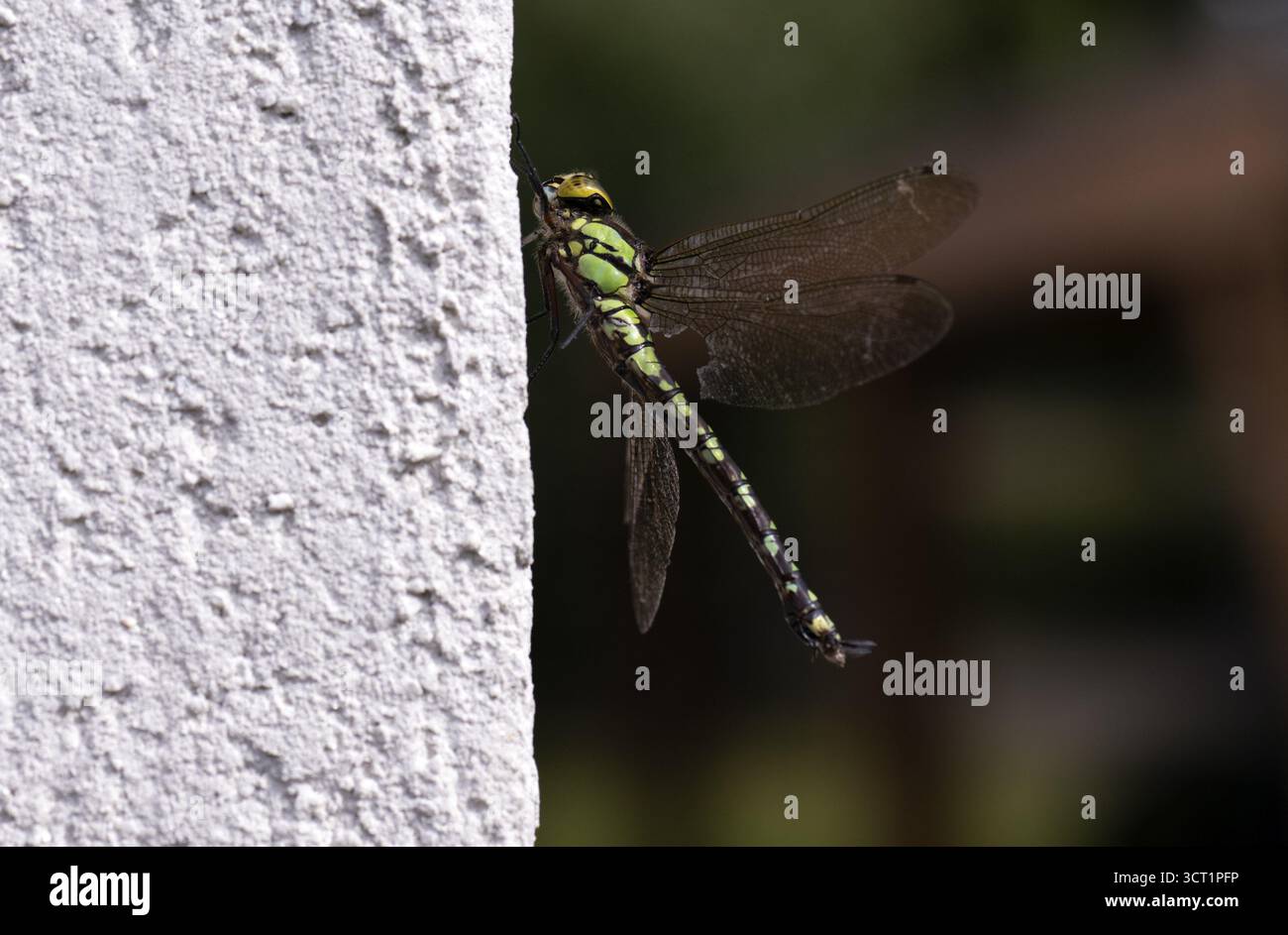Grüne Schlangenschlange (Ophiogomphus cecilia), eine stark gefährdete und streng geschützte Art in ganz Deutschland, an einer Hausmauer, Stuttgart, Baden-Wuert Stockfoto