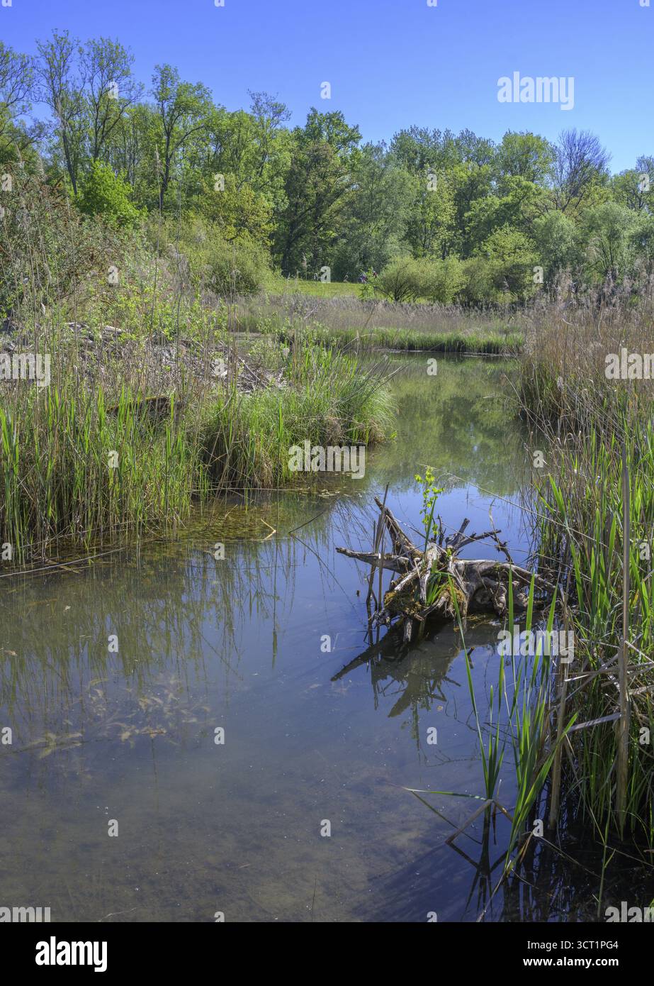 Biotope, Tittmoning, Bayern, Deutschland Stockfoto