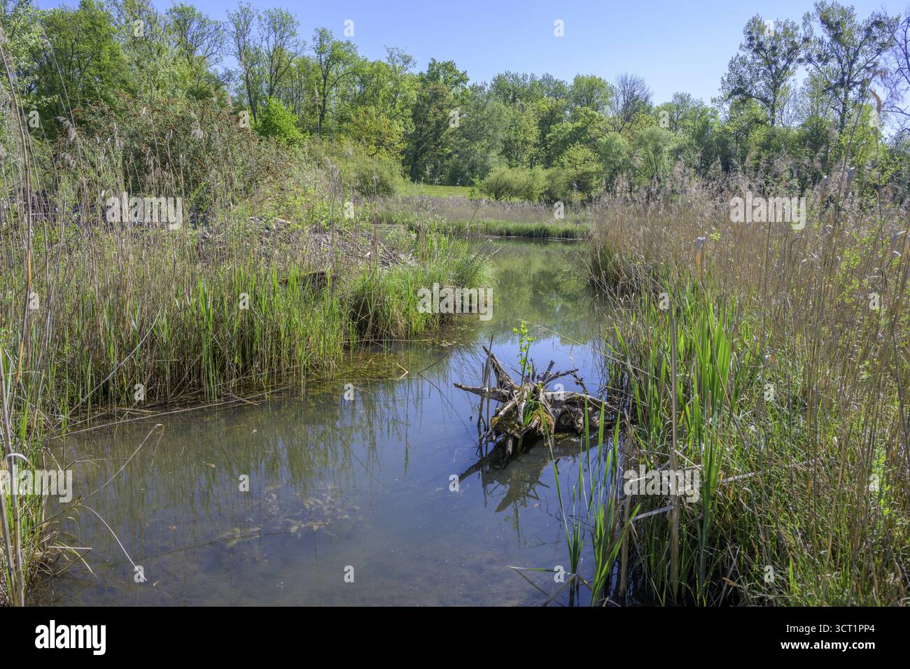 Biotope, Tittmoning, Bayern, Deutschland Stockfoto
