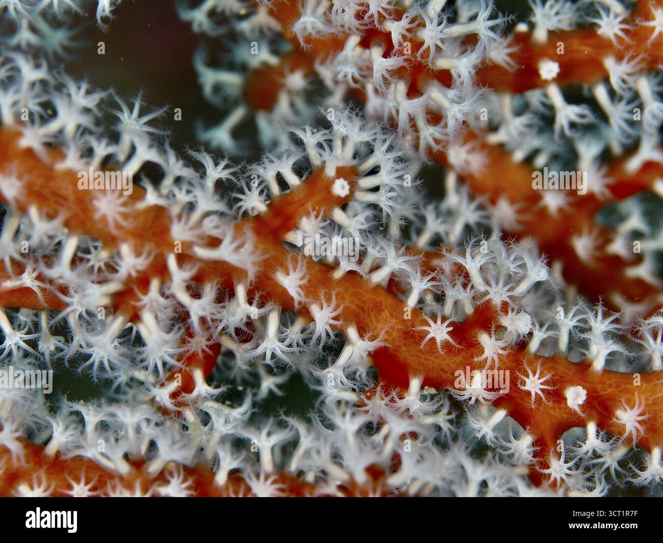 Detaillierte Darstellung der roten Korallenzweige der Godeffroy-Weichkoralle (Siphonogorgia godeffroyi) mit weißen Polypen in einer Unterwasserumgebung. Tauchplatz Go Stockfoto