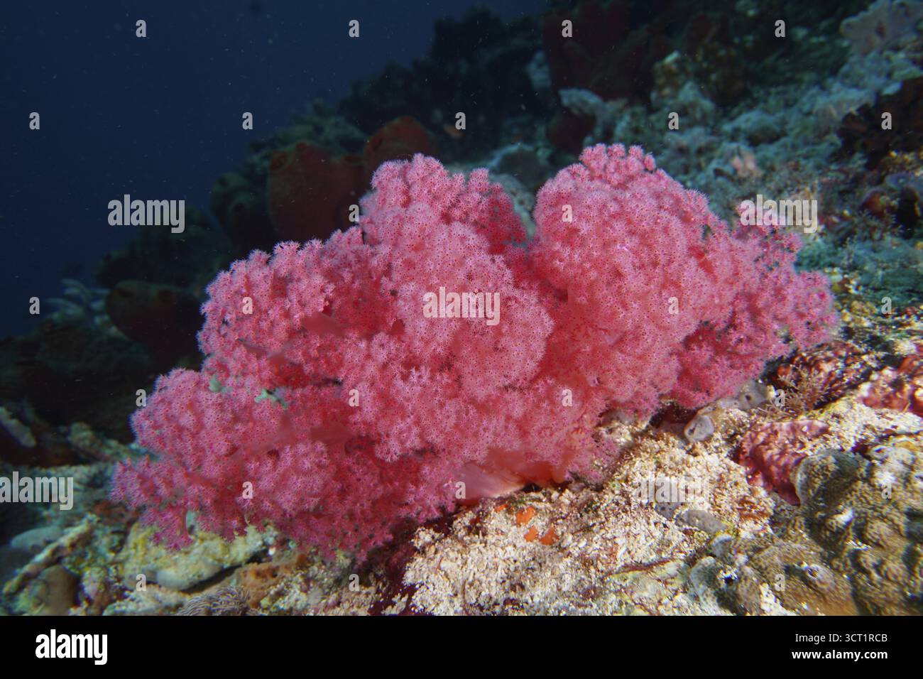 Üppige rosa Korallenformationen auf dem Meeresboden. Tauchplatz SD, Nusa Ceningan, Nusa Penida, Bali, Indonesien Stockfoto