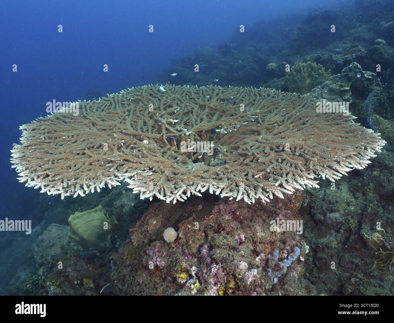 Hyacinth Table Coral (Acropora hyacinthus) präsentiert sich auf einem Unterwasserfelsen. Tauchplatz Spice Reef, Penyapangan, Bali, Indonesien Stockfoto Hyacinth Table Coral (Acropora hyacinthus) präsentiert sich auf einem Unterwasserfelsen. Tauchplatz Spice Reef, Penyapangan, Bali, Indonesien Stockfoto