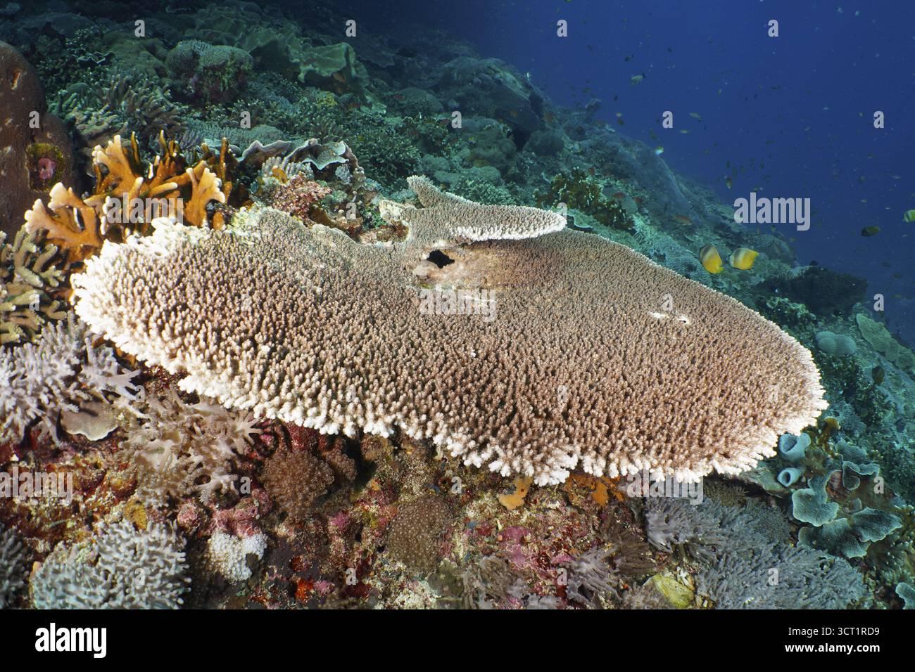 Hyacinth Table Coral (Acropora hyacinthus) mit umliegenden Korallen in einem farbenfrohen Riff. Tauchplatz Toyapakeh, Nusa Ceningan, Nusa Penida, Bali, Indones Stockfoto Hyacinth Table Coral (Acropora hyacinthus) mit umliegenden Korallen in einem farbenfrohen Riff. Tauchplatz Toyapakeh, Nusa Ceningan, Nusa Penida, Bali, Indones Stockfoto