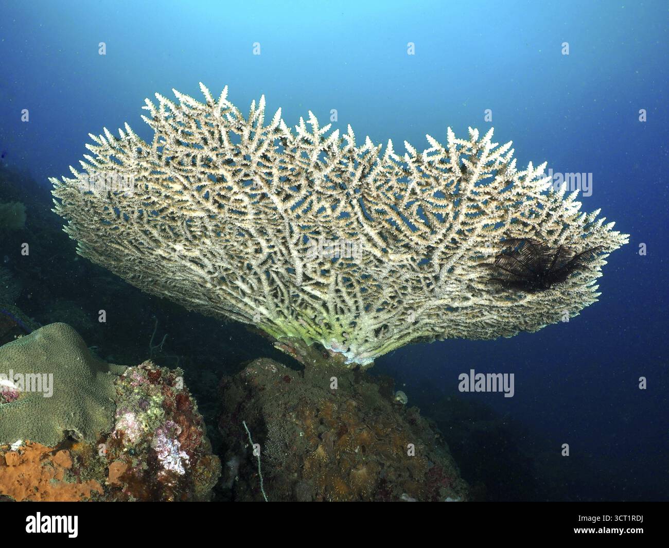 Elegante Tafelkorallen (Acropora hyacinthus) in blauem Meerwasser. Tauchplatz Spice Reef, Penyapangan, Bali, Indonesien Stockfoto Elegante Tafelkorallen (Acropora hyacinthus) in blauem Meerwasser. Tauchplatz Spice Reef, Penyapangan, Bali, Indonesien Stockfoto