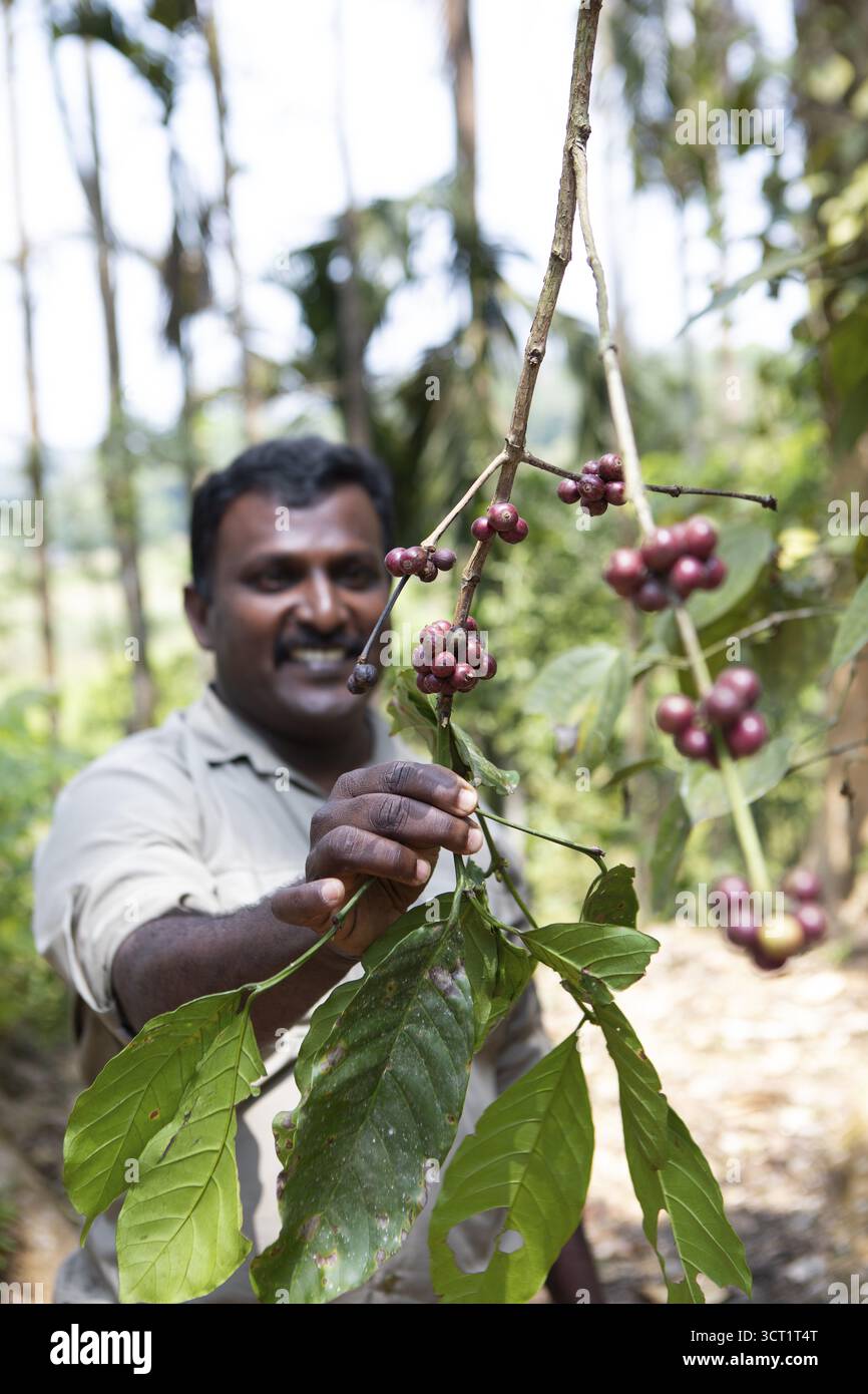 Indischer Mann zeigt Kaffeebohnen auf einer Kaffeeplantage in Coorg, Karnataka, Indien Stockfoto