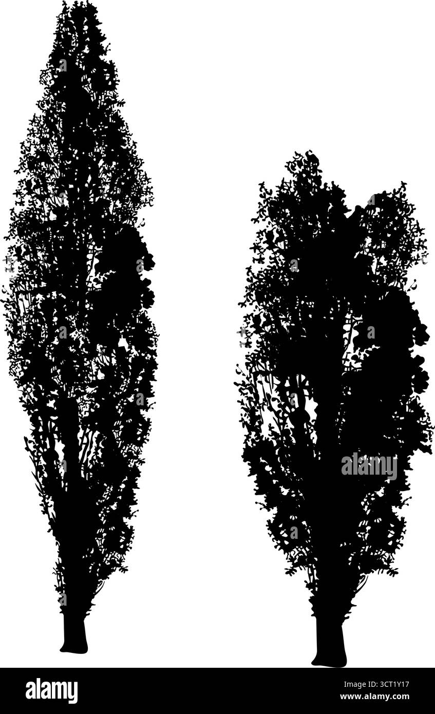 Set aus zwei schwarzen Pappelbaumsilhouetten Stock Vektor