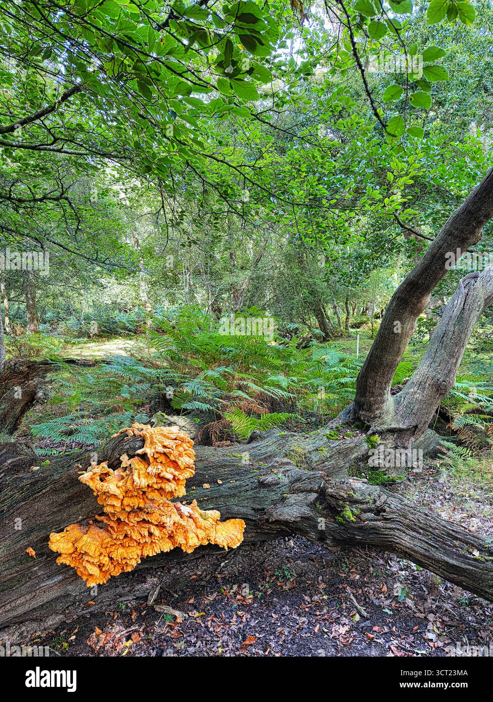 Hühner aus dem Wald Pilze - Smartphone-aufgenommenes Stockfoto