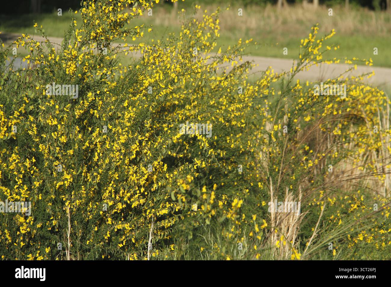 Virginia, USA. Scotch Besenpflanzen blühen im Frühling. Stockfoto